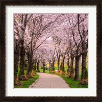 Framed Cherry Blossom Trail