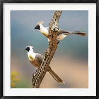 Framed Bare-Faced Go-Away-Birds Tarangire National Park, Tanzania