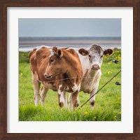 Framed Cows Grazing, Iceland