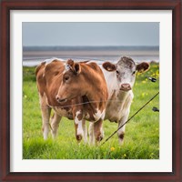 Framed Cows Grazing, Iceland