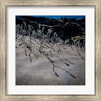 Framed Woolly Willow, Iceland