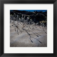 Framed Woolly Willow, Iceland