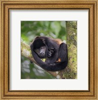 Framed Black Howler Monkey, Sarapiqui, Costa Rica