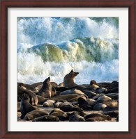 Framed Cape Fur Seals, Cape Cross, Namibia