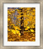 Framed Yellow Tree Leaves, Stuttgart, Germany