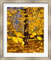 Framed Yellow Tree Leaves, Stuttgart, Germany