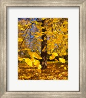 Framed Yellow Tree Leaves, Stuttgart, Germany