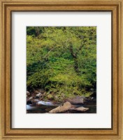 Framed Little Pigeon River, Great Smoky Mountains National Park