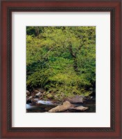 Framed Little Pigeon River, Great Smoky Mountains National Park