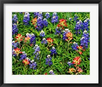 Framed Texas Bluebonnets