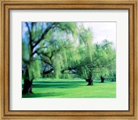 Framed Willow Trees