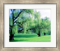 Framed Willow Trees