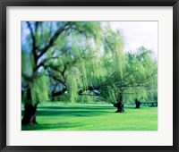 Framed Willow Trees