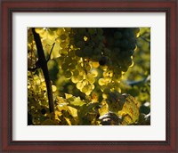Framed Grape Vines hanging from Trees