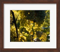 Framed Grape Vines hanging from Trees