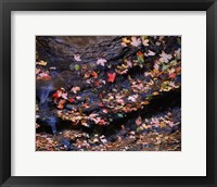 Framed Maple and Arizona White Oak Leaves, Tonto National Forest, Arizona