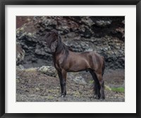 Framed Icelandic Black Stallion, Iceland