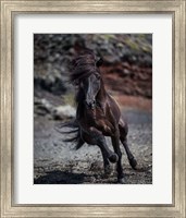 Framed Icelandic Black Stallion, Iceland