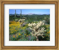 Framed Arizona, Organ Pipe Cactus National Monument