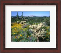 Framed Arizona, Organ Pipe Cactus National Monument