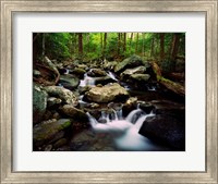 Framed LeConte Creek, Great Smoky Mountains National Park