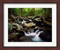 Framed LeConte Creek, Great Smoky Mountains National Park
