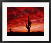 Framed Organ Pipe Cactus State Park, AZ