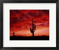Framed Organ Pipe Cactus State Park, AZ