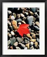 Framed Maple Leaf on Pebbles
