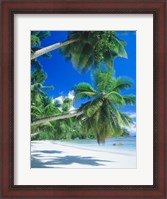 Framed Mahe Seychelles