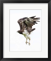 Framed Martial Eagle, Ndutu, Ngorongoro Conservation Area, Tanzania