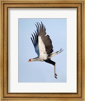 Framed Secretary Bird, Serengeti National Park, Tanzania
