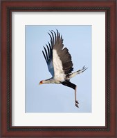 Framed Secretary Bird, Serengeti National Park, Tanzania