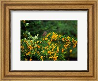 Framed Song Sparrow Bird