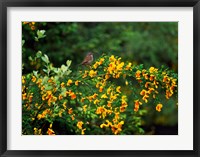Framed Song Sparrow Bird