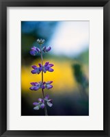 Framed Lupine Flower Blossoms