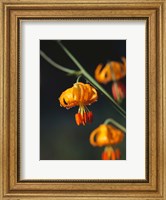 Framed Columbia Lily Flower Blossoms