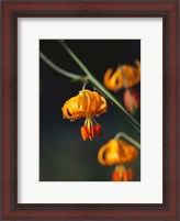 Framed Columbia Lily Flower Blossoms