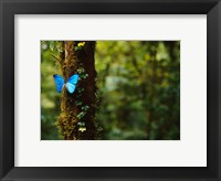 Framed Blue Morpho Butterfly, Costa Rica