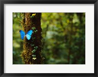 Framed Blue Morpho Butterfly, Costa Rica