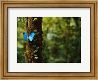 Framed Blue Morpho Butterfly, Costa Rica