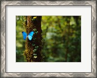 Framed Blue Morpho Butterfly, Costa Rica