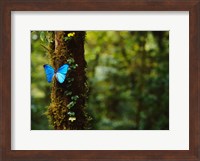 Framed Blue Morpho Butterfly, Costa Rica