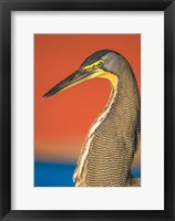 Framed Bare-Throated Tiger Heron, Tortuguero, Costa Rica