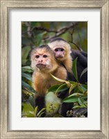 Framed White-Throated Capuchin Monkeys (Cebus capucinus) on tree, Tortuguero, Costa Rica