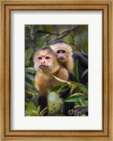 Framed White-Throated Capuchin Monkeys (Cebus capucinus) on tree, Tortuguero, Costa Rica