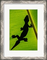 Framed Leopard Gecko, Tortuguero, Costa Rica