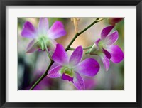 Framed Cattleya Orchid Flower Blossoms