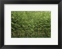 Framed Bamboo Trees in a Forest, Fukuoka, Kyushu, Japan