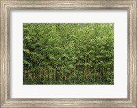 Framed Bamboo Trees in a Forest, Fukuoka, Kyushu, Japan